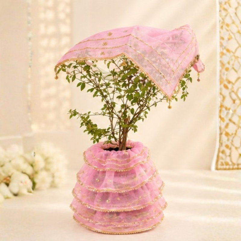 Tulsi Plant Cover | Tulsi Mata Dress | Tulsi Vivah Dress